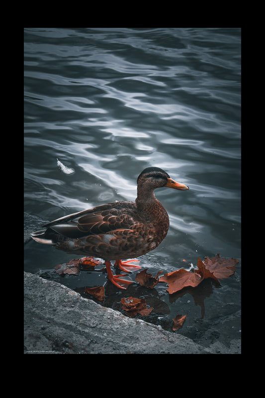 Wandbild "duck duck go"