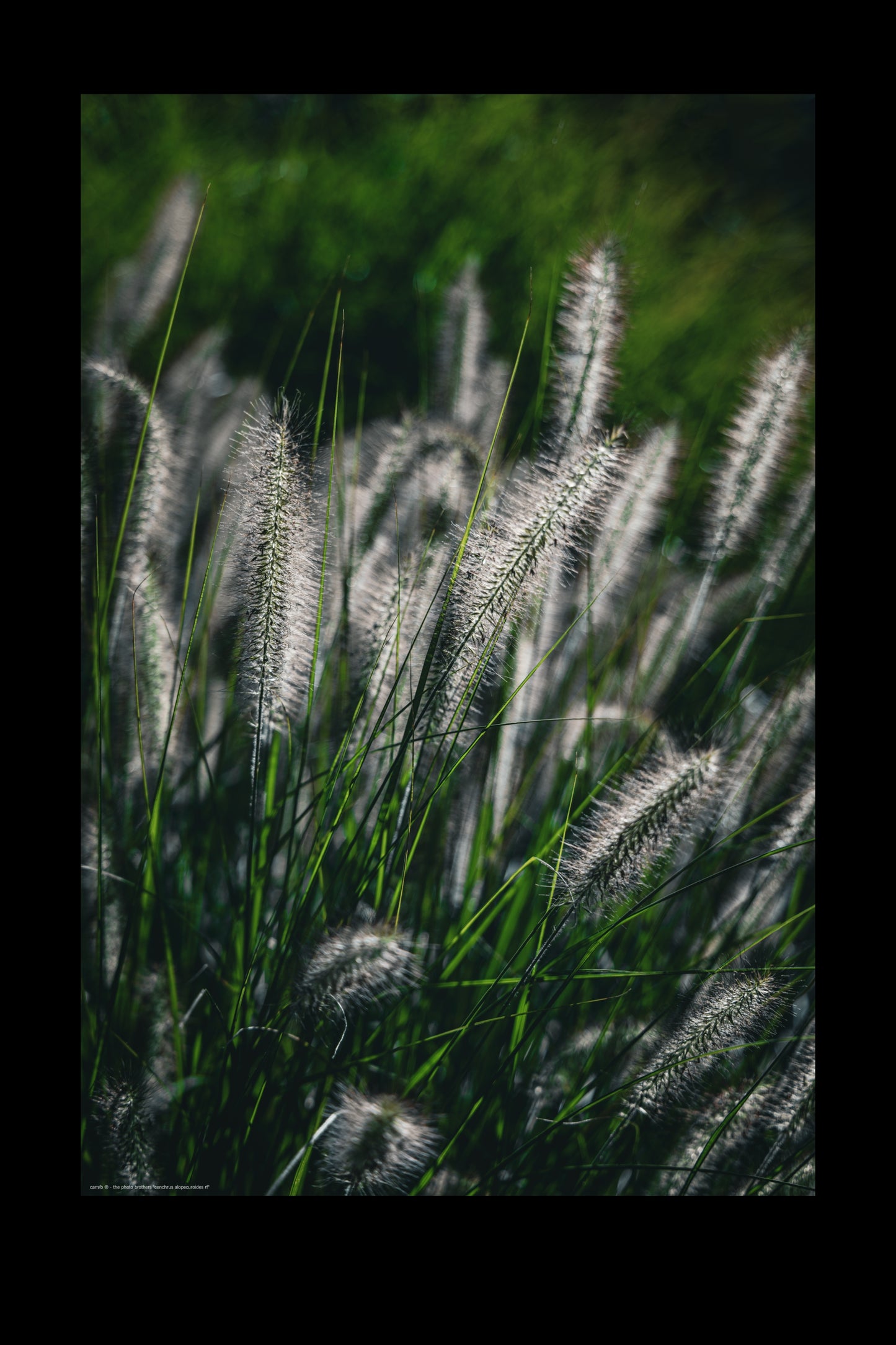 Wandbild "cenchrus alopecuroides rf"