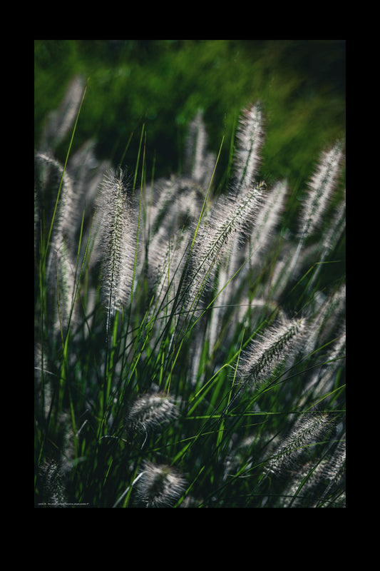 Wandbild "cenchrus alopecuroides rf"