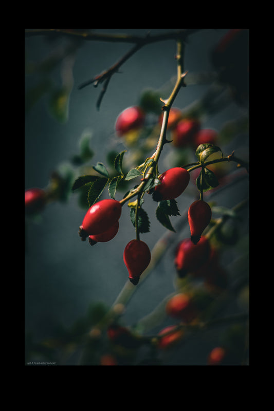 Wandbild "rosa dumalis"