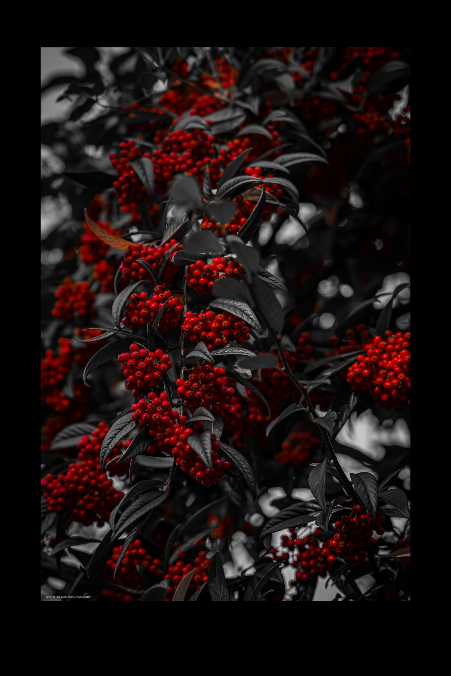 Wandbild "cotoneaster"