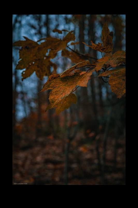 Wandbild "in the fall"