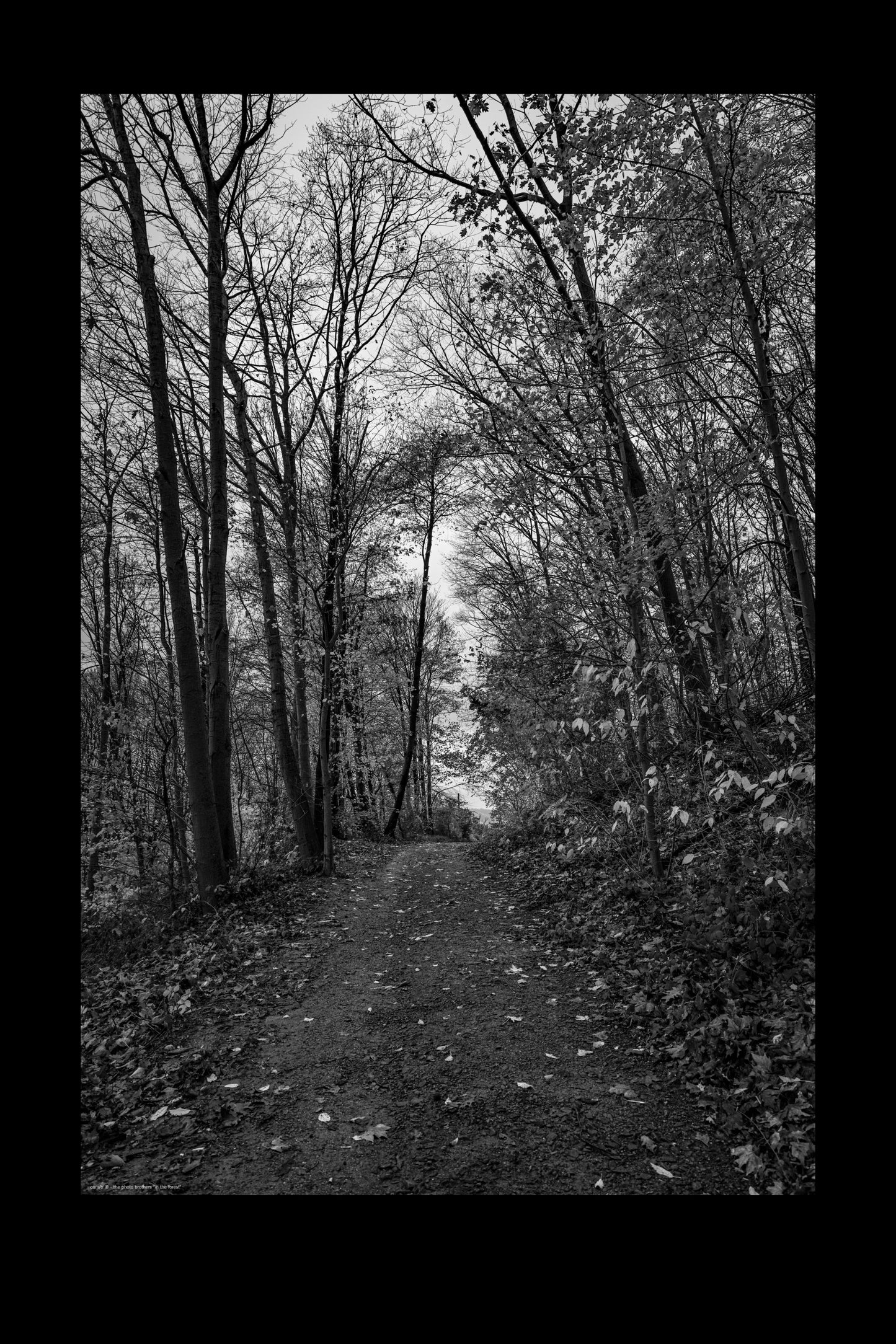 Wandbild "in the forest"