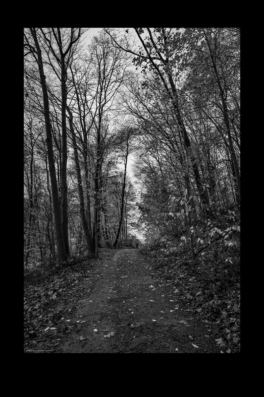 Wandbild "in the forest"