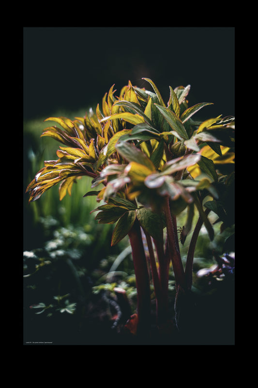 Wandbild "paeoniaceae"