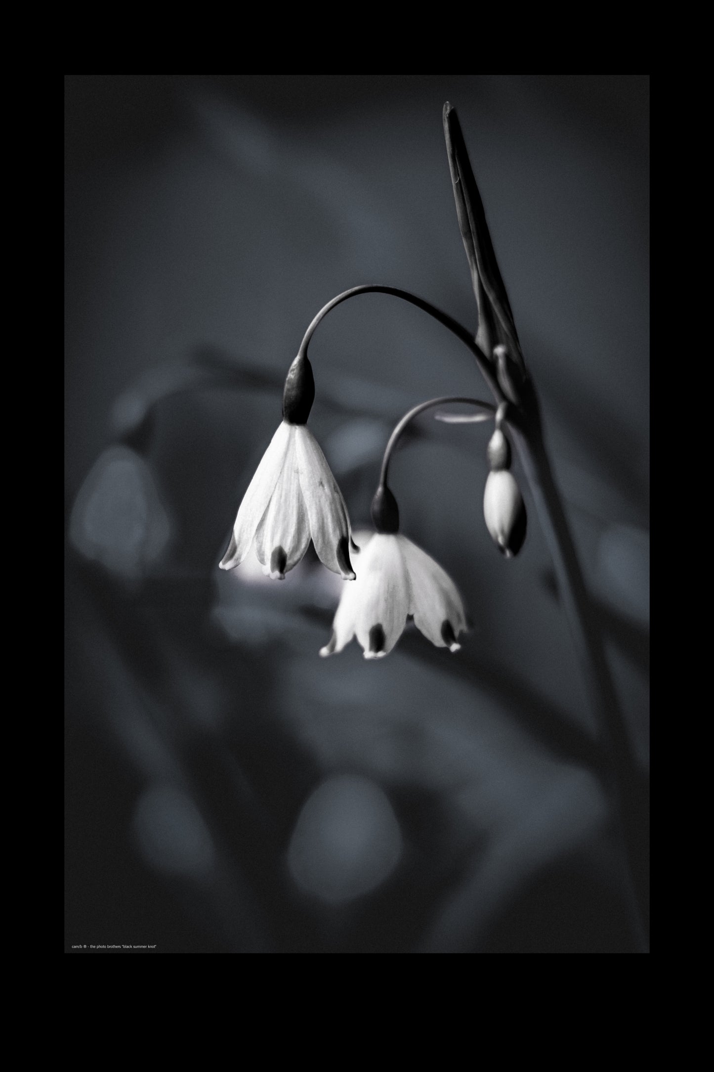 Wandbild "black summer knot"