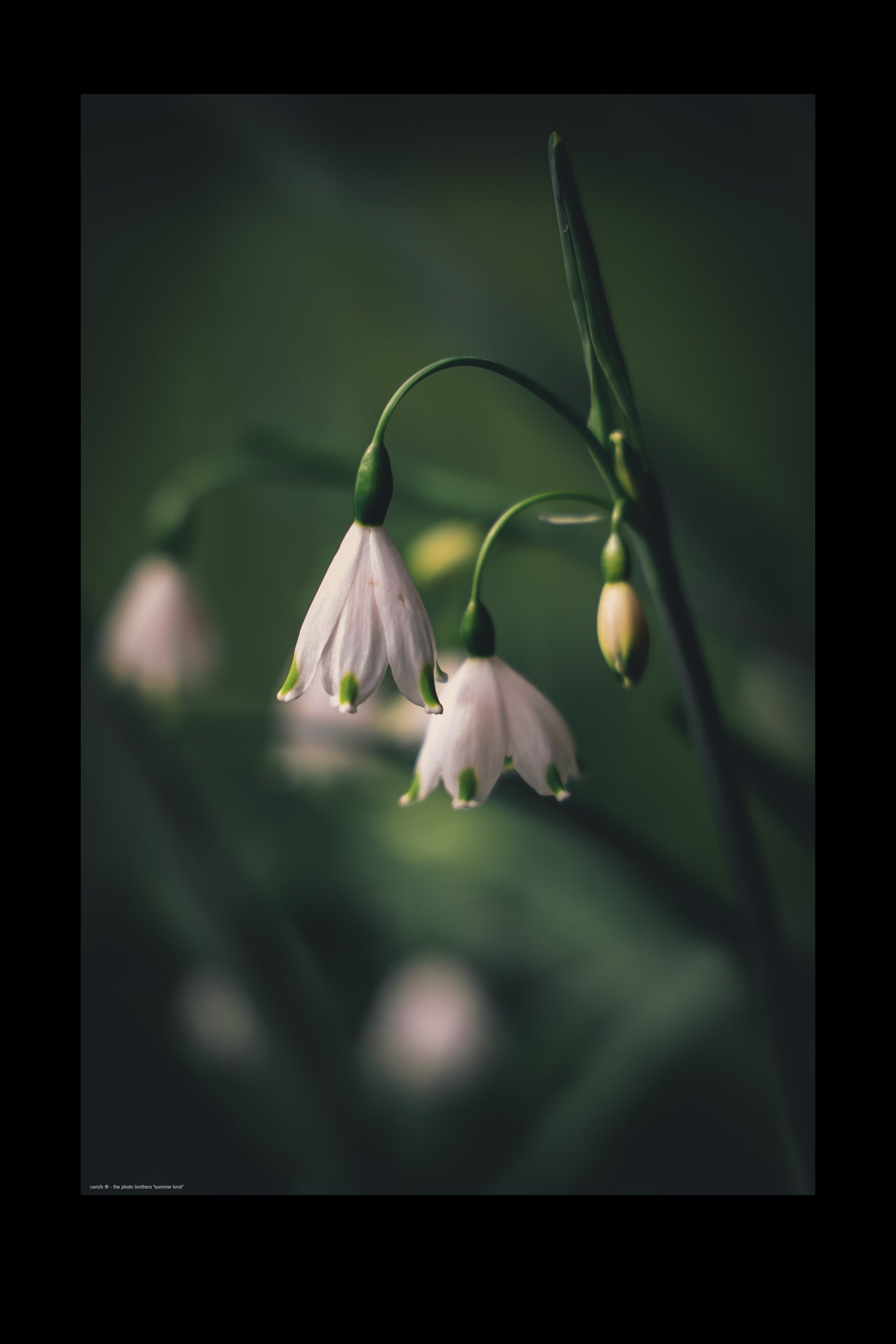Wandbild "summer knot"