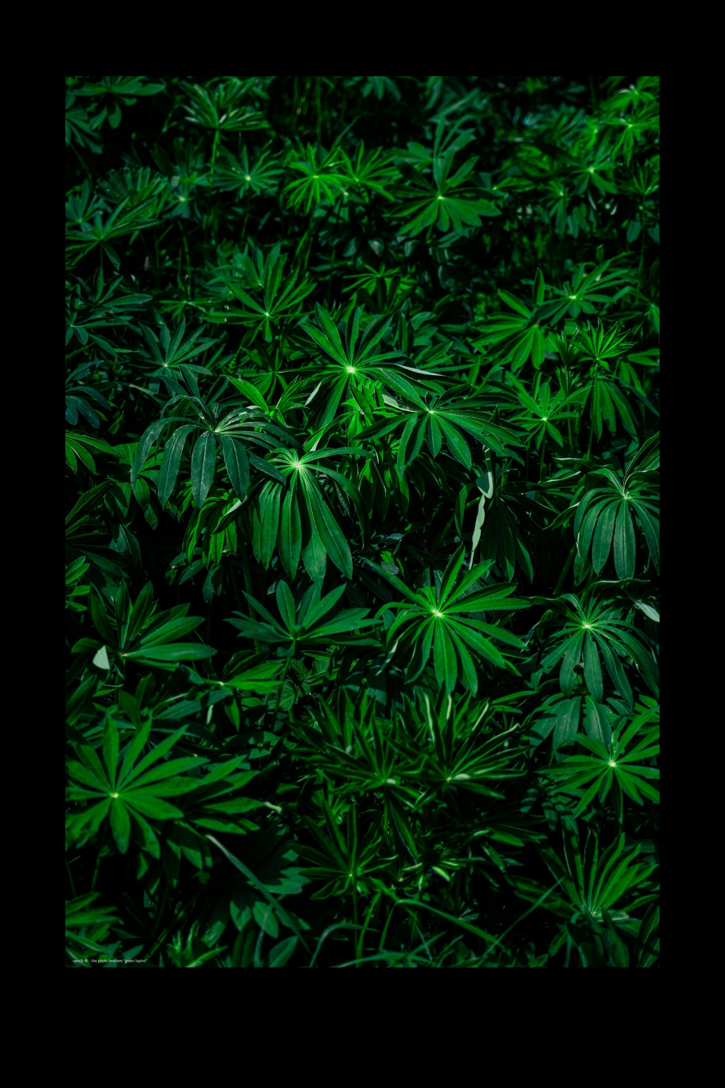 green lupins