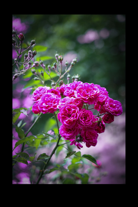 Wandbild "rosa abietina"