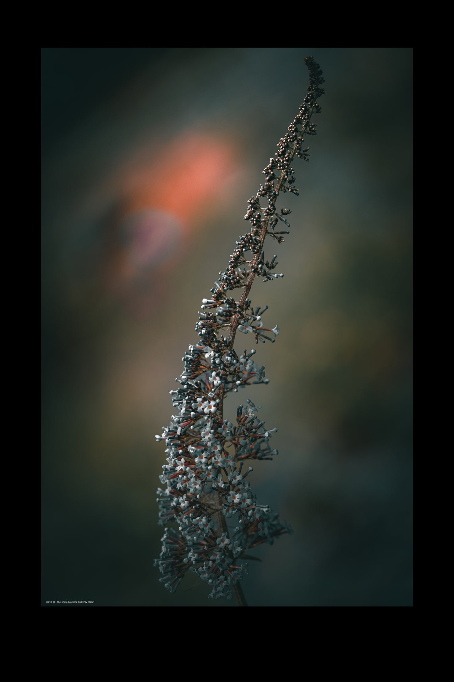 Wandbild "butterfly place"