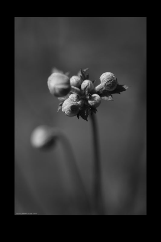 Wandbild "eriocapitella hupehensis"