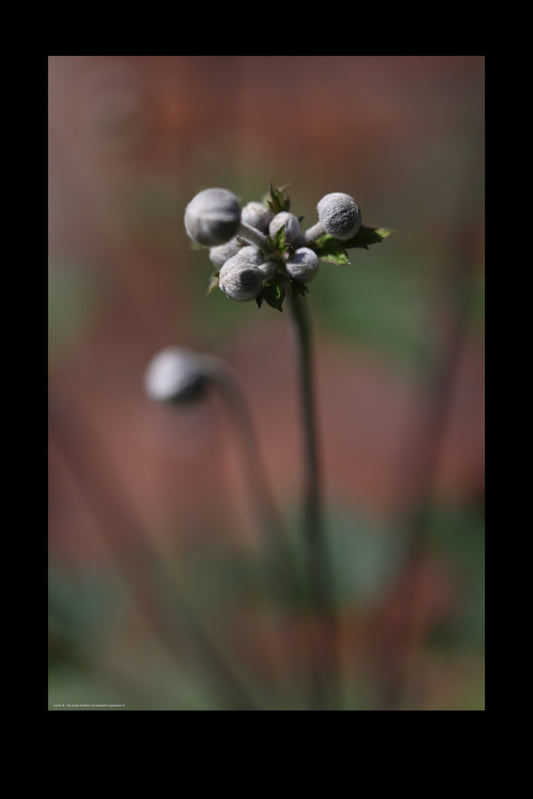 Wandbild "eriocapitella hupehensis rl"