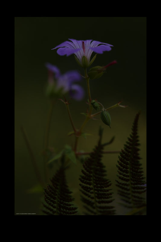 Wandbild "meadow cranesbill rl"