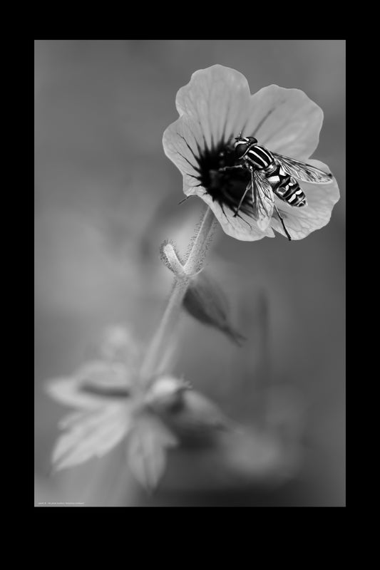 Wandbild "helophilus trivittatus"