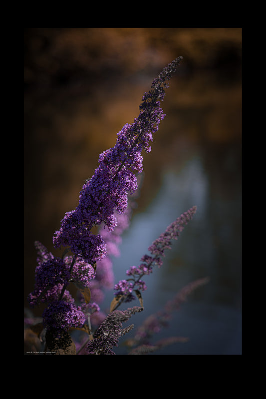 Wandbild "buddleja davidii"