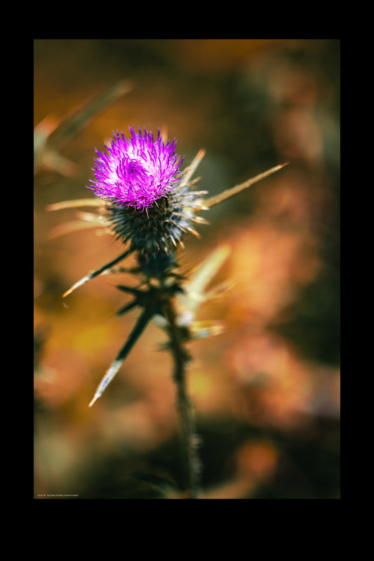 Wandbild "common thistle"