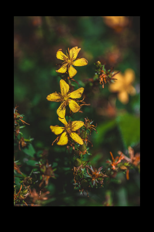 Wandbild "hypericum maculatum crantz"