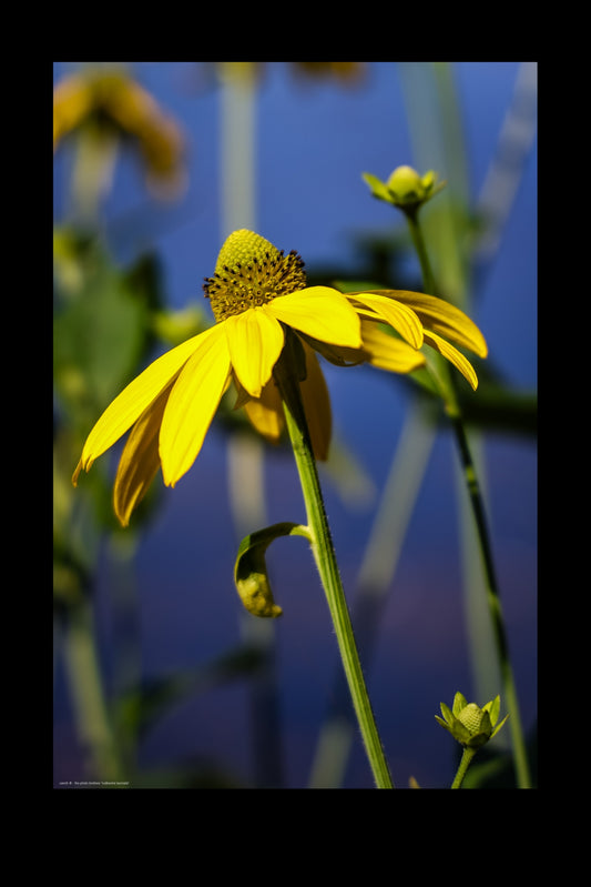 Wandbild "rudbeckia laciniata"