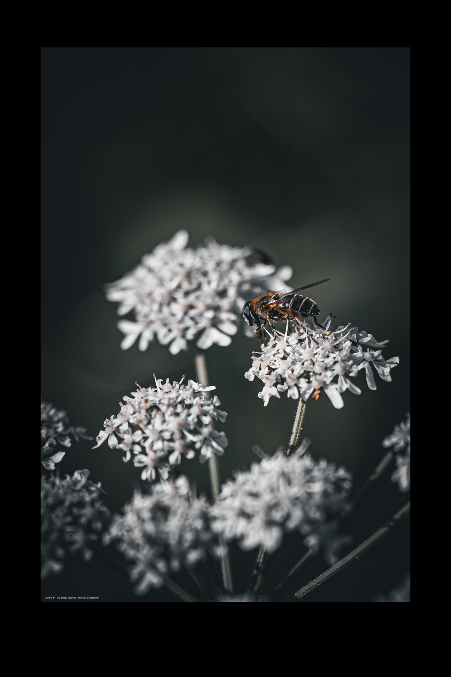 Wandbild "eristalis arbustorum"