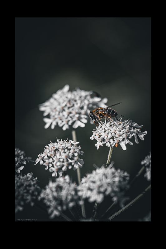 Wandbild "eristalis arbustorum"