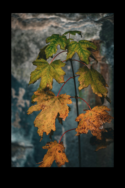 Wandbild "mr. maple"
