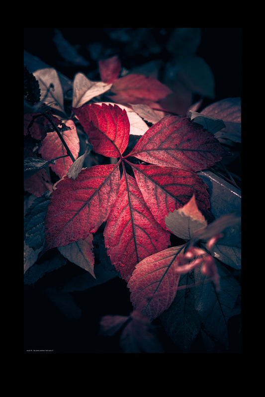 Wandbild "wild wine rl"