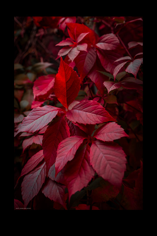 Wandbild "wild wine"