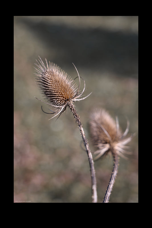 Wandbild "wild cardoon"
