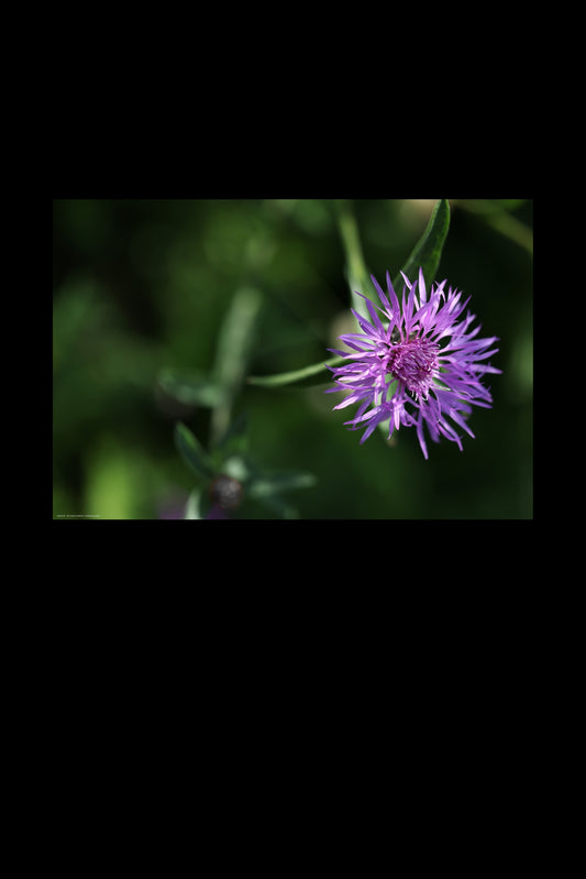 Wandbild "centaurea jacea"