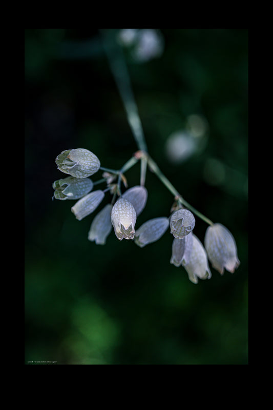 Wandbild "silene vulgaris"