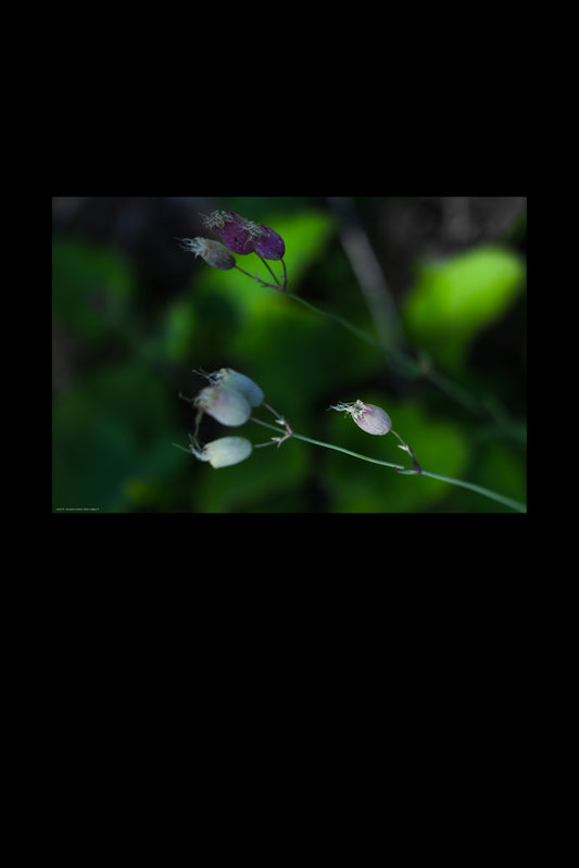 Wandbild "silene vulgaris rl"