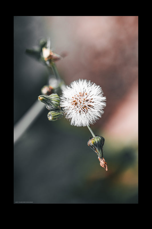 Wall Art "sonchus oleraceus"