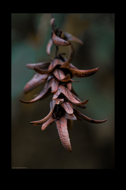 Wall Art "carpinus betulus"