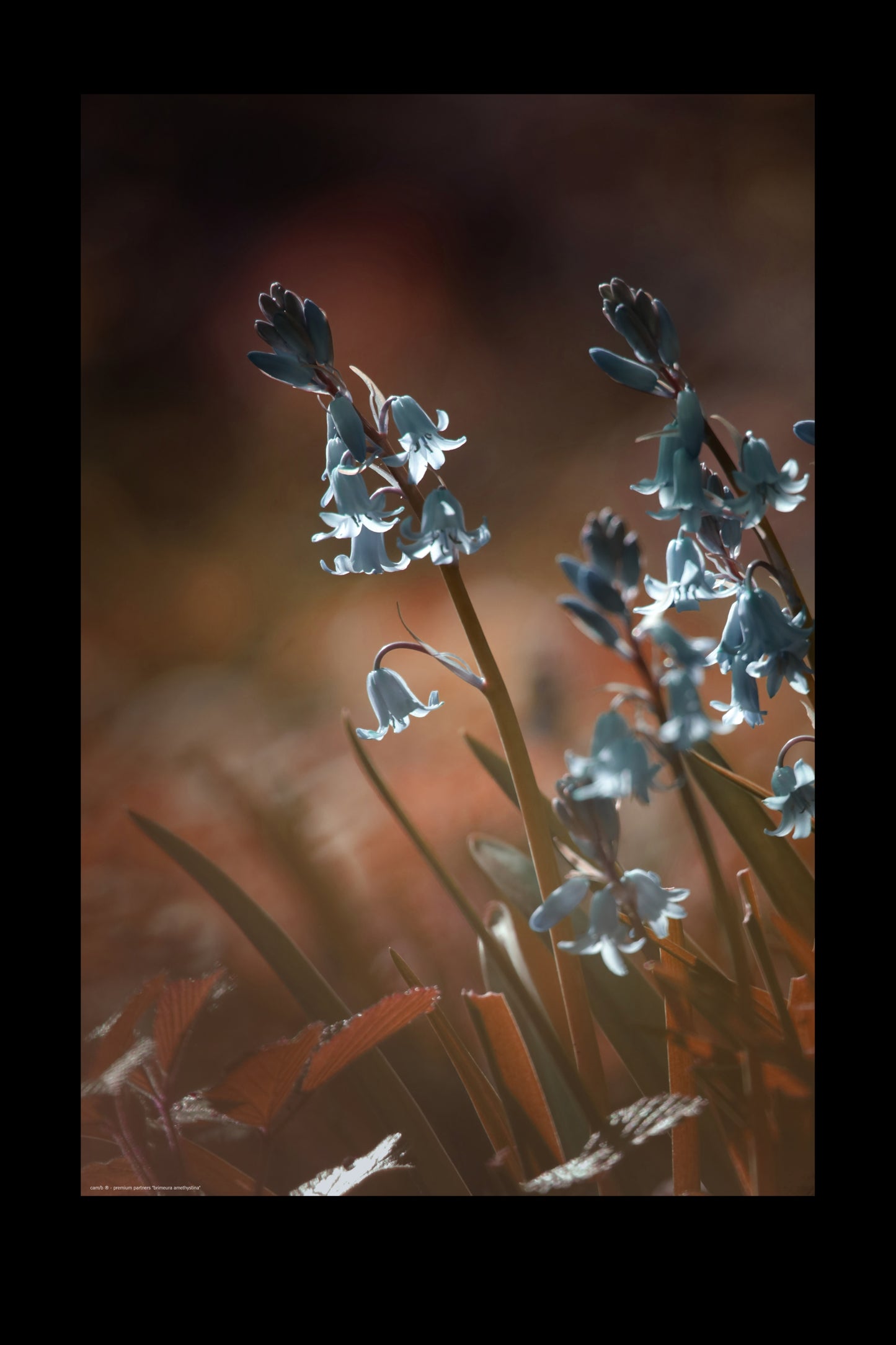 Wandbild "brimeura amethystina"