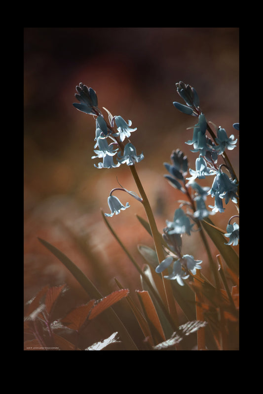 Wandbild "brimeura amethystina"