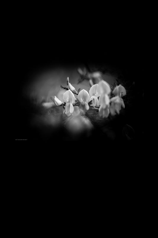 Wandbild "cytisus striatus rl"