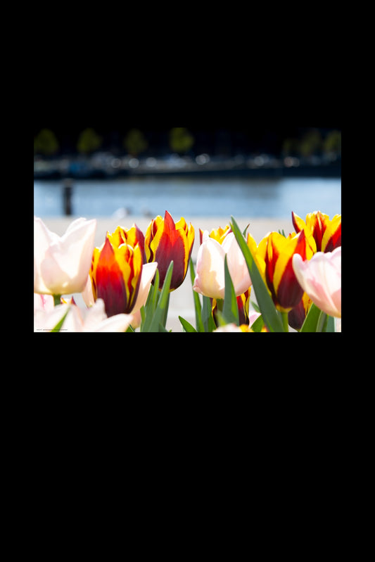 Wandbild "tulips from amsterdam"