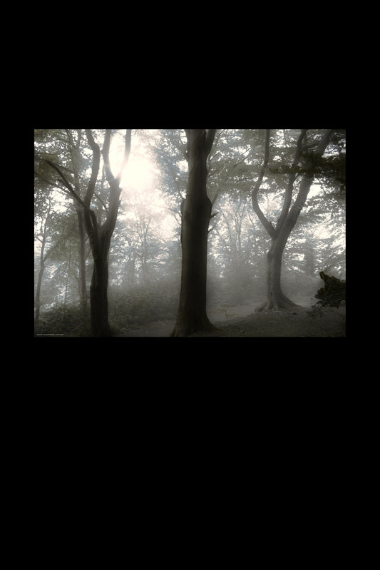 Wandbild "sunrise forest"