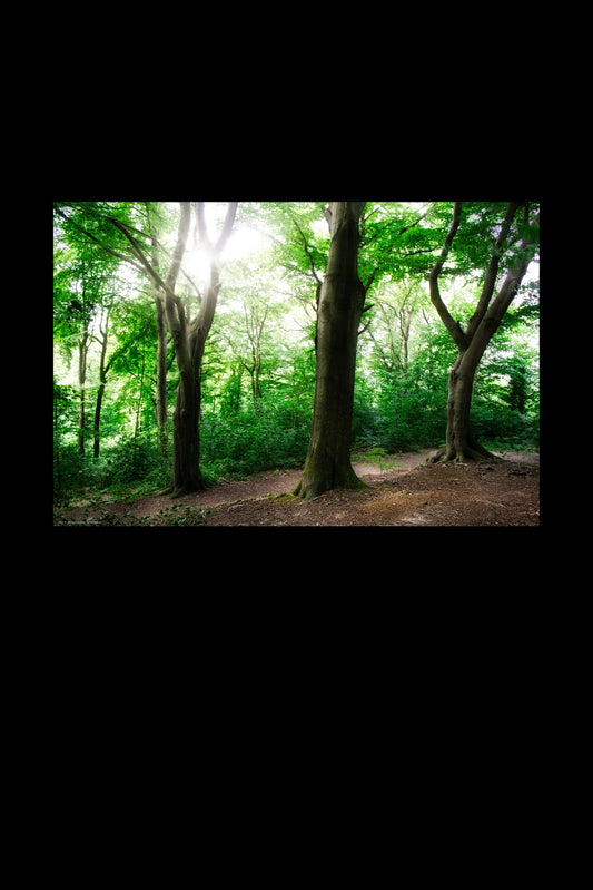 Wandbild "sunrise forest rl"