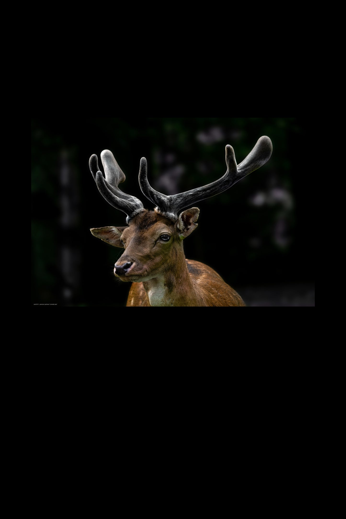 Wandbild "curiosity two"