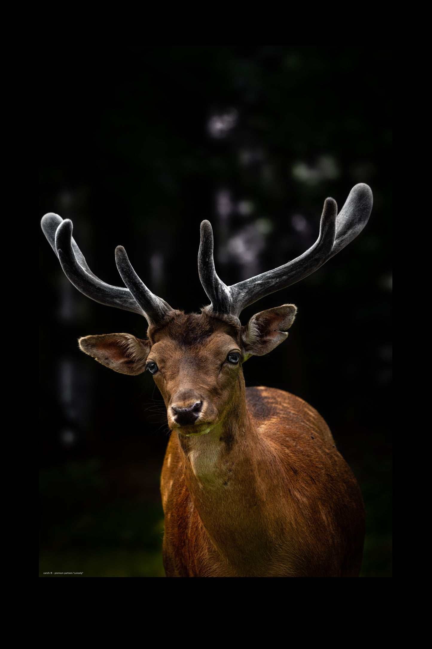 Wandbild "curiosity"