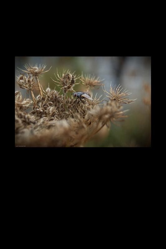 Wandbild "the fly"