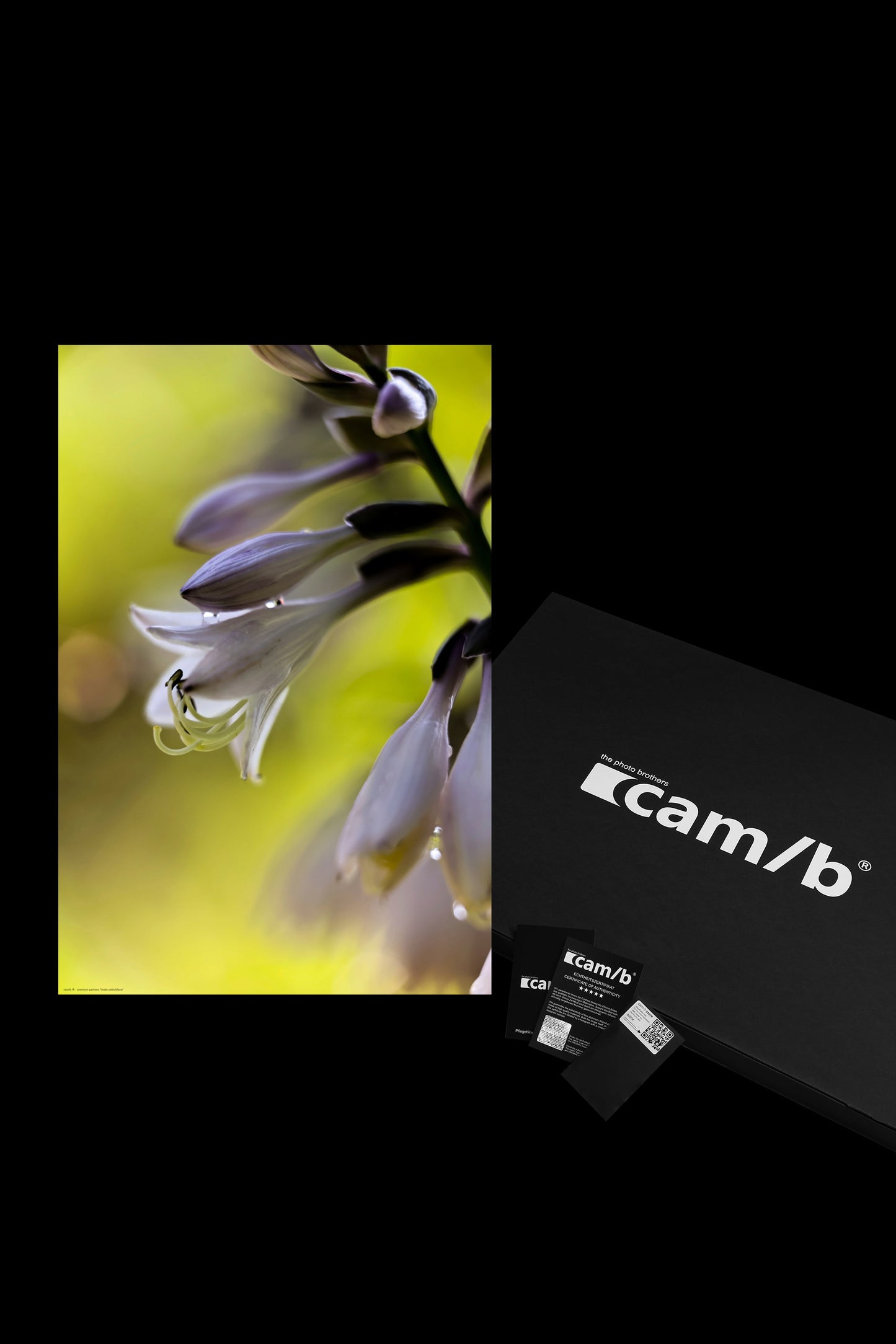 Wandbild "hosta sieboldiana"