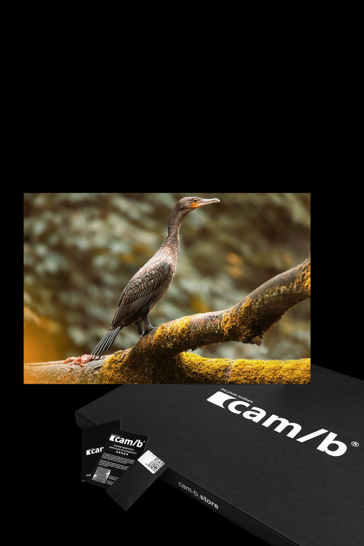 Wandbild "cormorant"