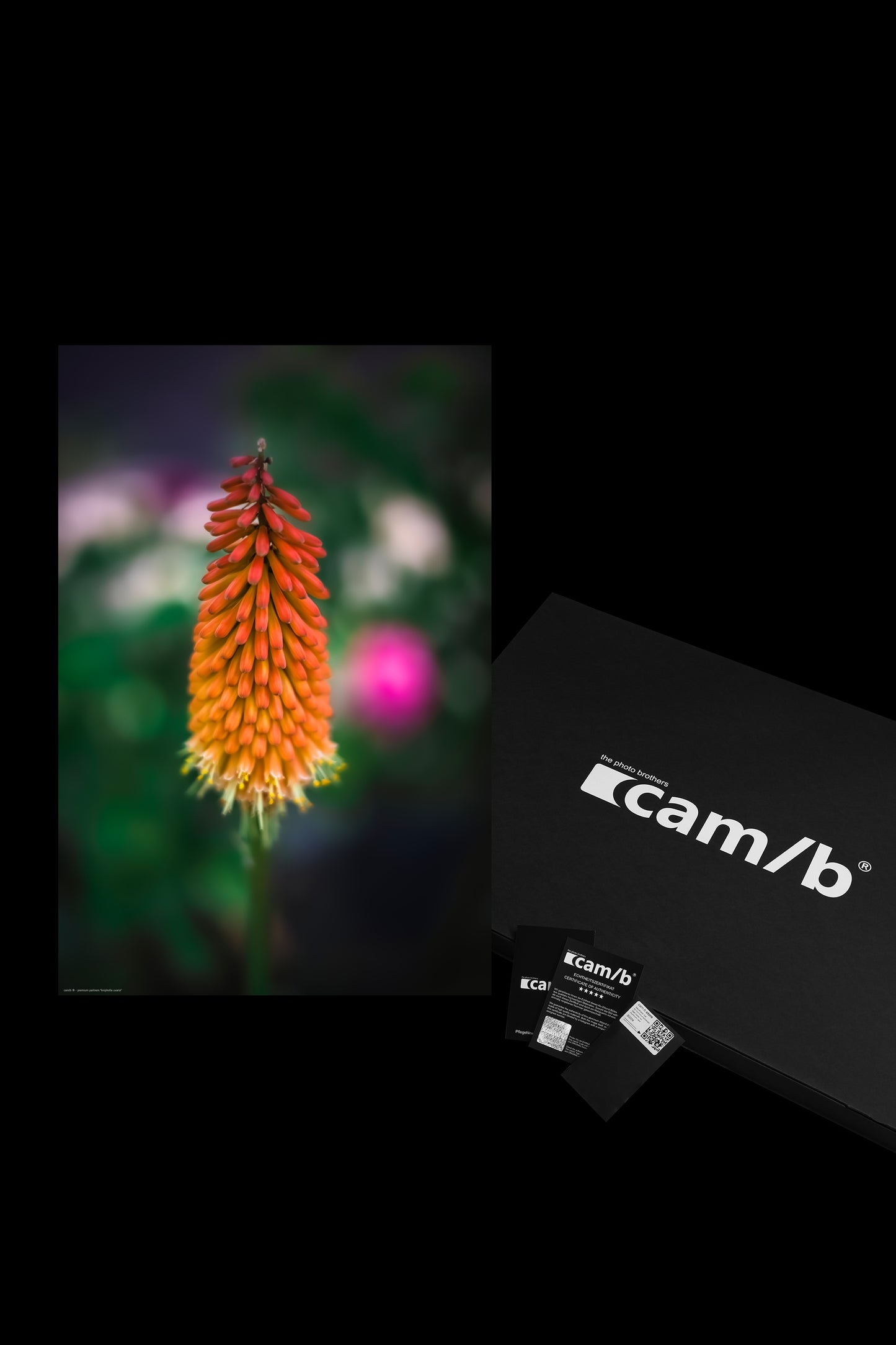 Wandbild "kniphofia uvaria"