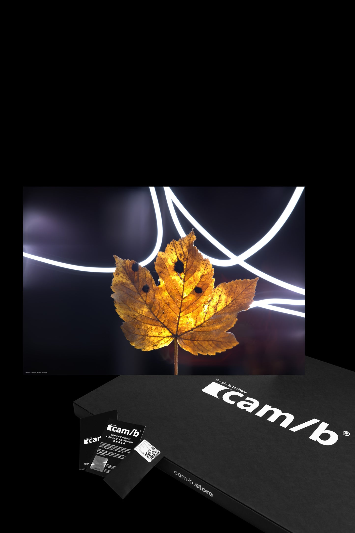 sycamore