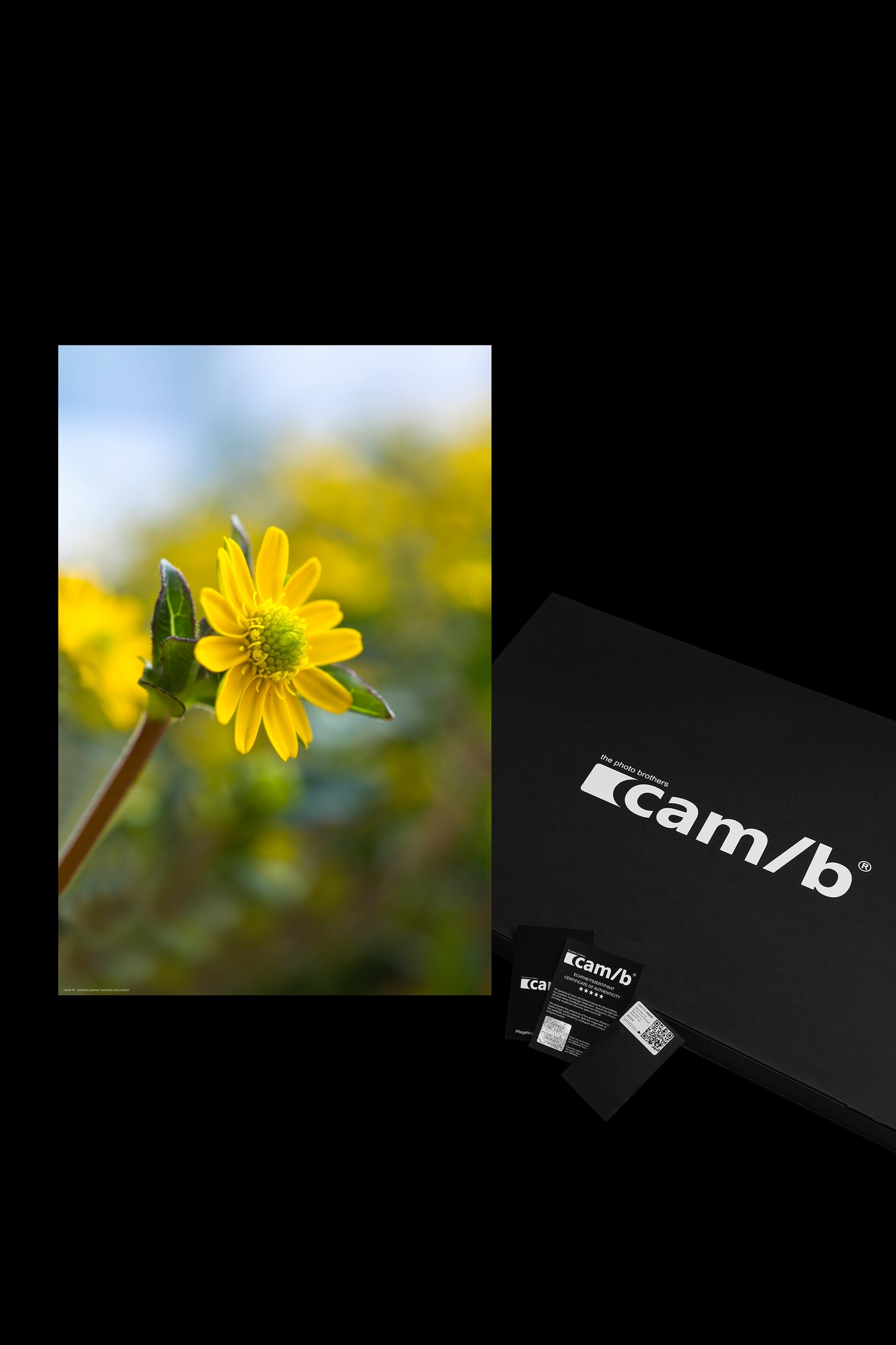 Wall Art "sanvitalia procumbens"