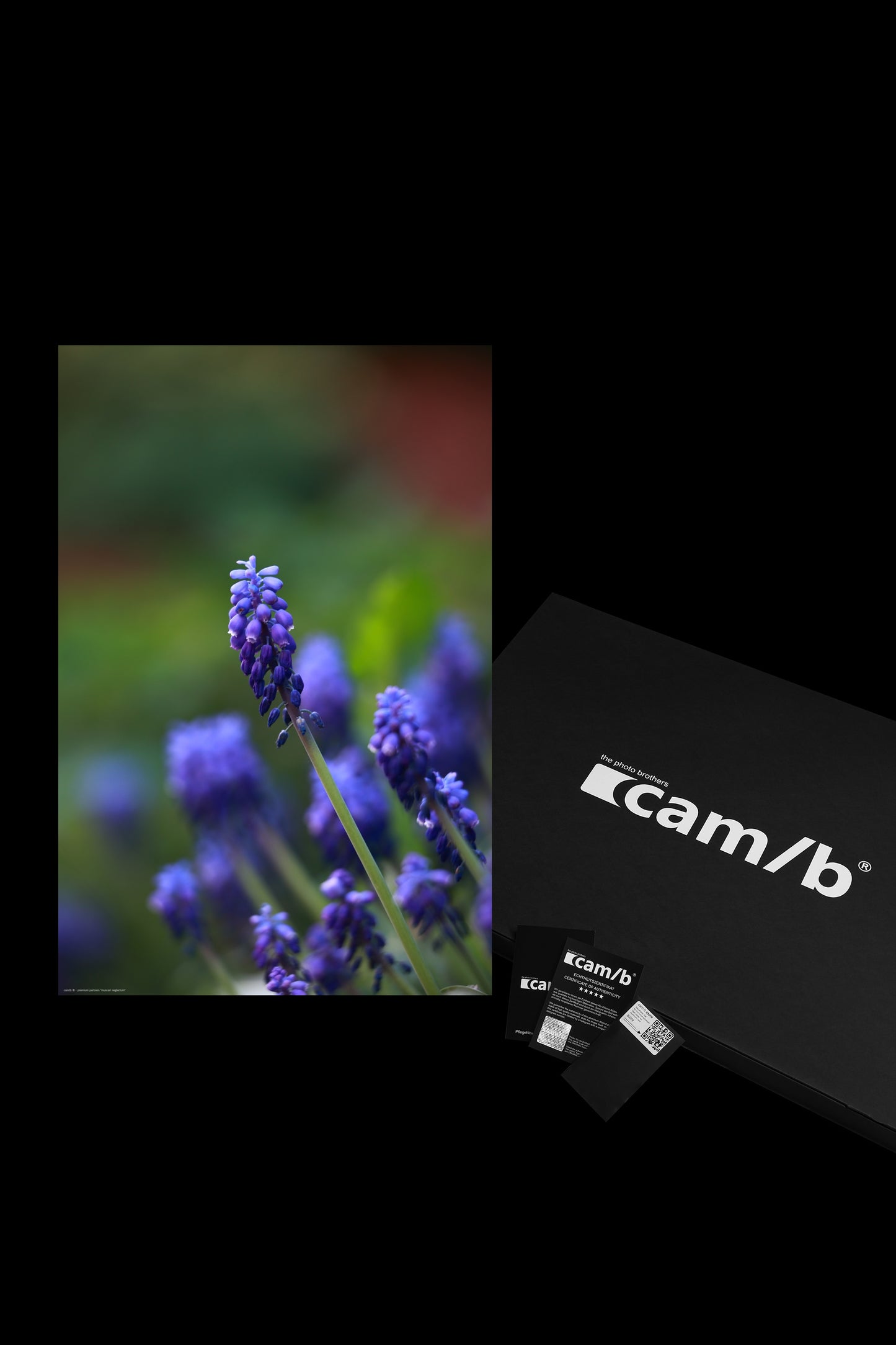 Wandbild "muscari neglectum"