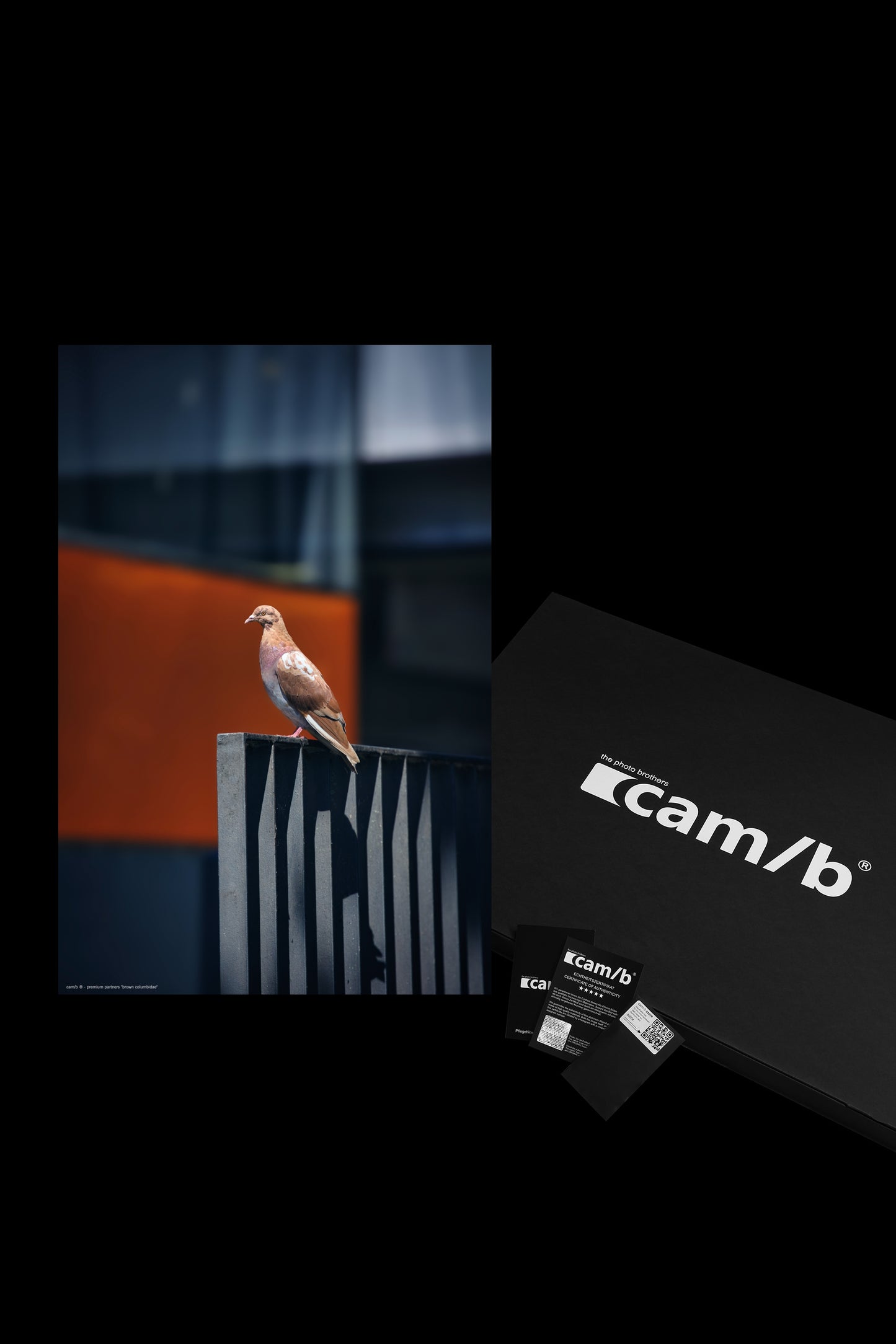 Wandbild "brown columbidae"