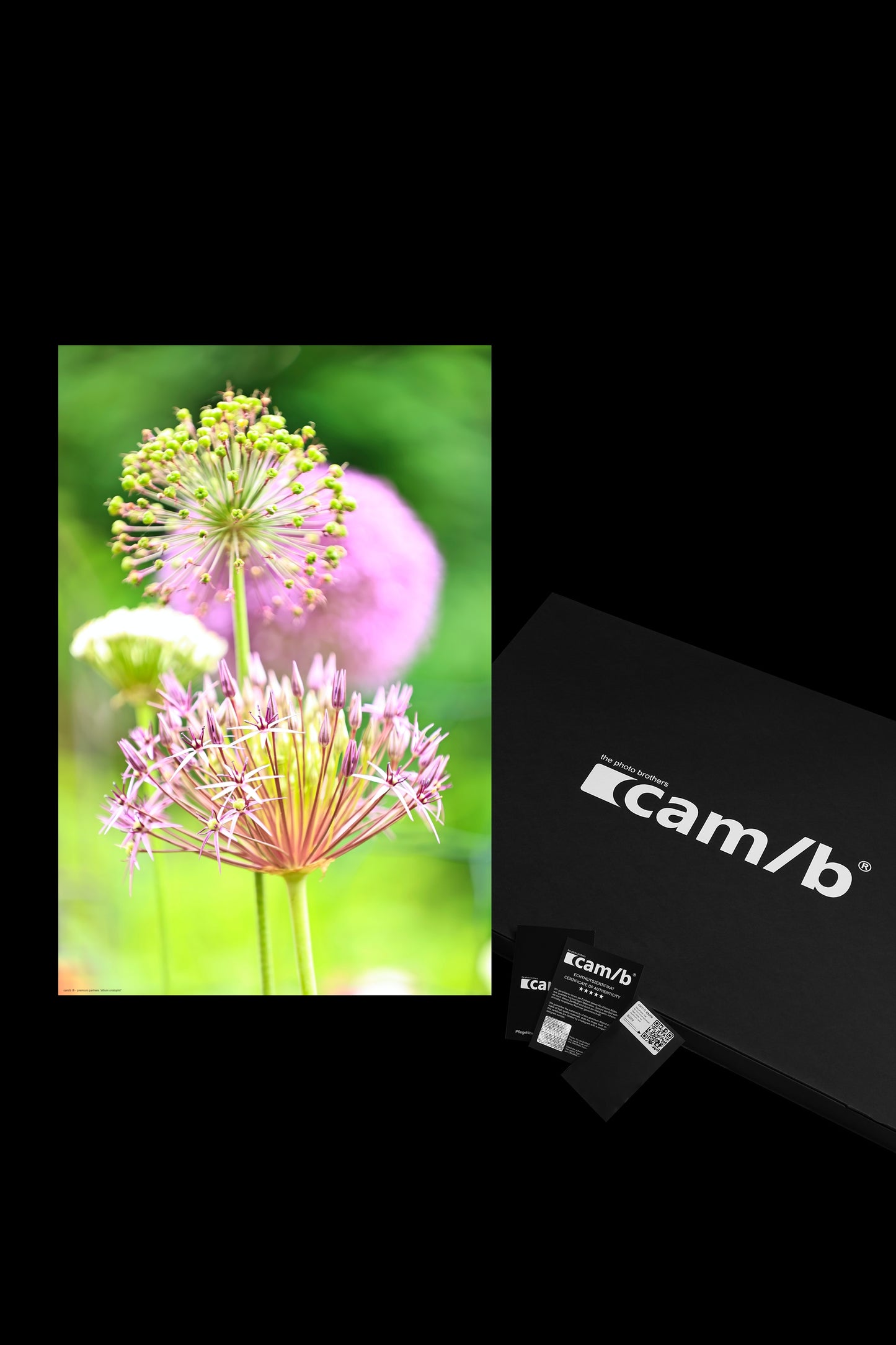 Wandbild "allium cristophii"